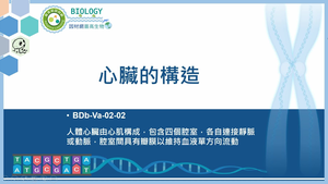 BDb-Va-02-02_心臟的構造