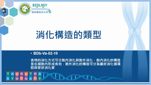 BDb-Va-02-10_消化構造的類型