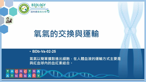 BDb-Va-02-25_氧氣的交換與運輸&