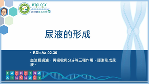 BDb-Va-02-30_尿液的形成