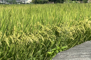 生活科學小達人-台灣是稻米王國縮圖