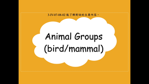 Animal Groups (bird/mammal)縮圖