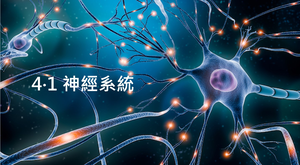 神經系統縮圖