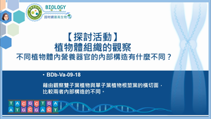 BDb-Va-09-18_【探討活動】不同植物體內營養器
官的內部構造有什麼
不同？植物體組織的觀察縮圖