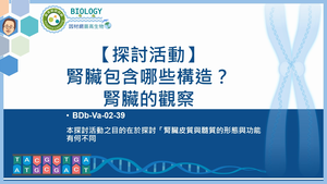 BDb-Va-02-39_【探討活動】腎臟包含哪些構造？腎臟的觀察縮圖