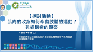 BDb-Va-05-22_【探討活動】肌肉的收縮如何牽動肢體的運動？雞翅構造的觀察縮圖