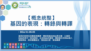 BGa-Vc-06-05_【概念統整】基因的表現：轉錄與轉譯縮圖