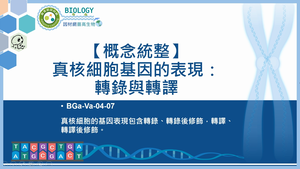 BGa-Va-04-07_【概念統整】真核細胞基因的表現：轉錄與轉譯縮圖