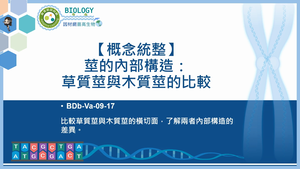 BDb-Va-09-17_【概念統整】莖的內部構造：草質莖與木質莖的比較縮圖
