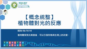 BDb-Va-14-14_【概念統整】植物體對光的反應縮圖