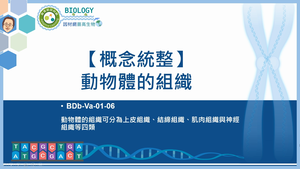 BDb-Va-01-06_【概念統整】動物體的組織縮圖