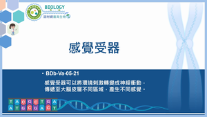 BDb-Va-05-21_【概念統整】感覺受器縮圖
