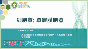 BDa-V.2-1-05_細胞質：單層膜胞器縮圖