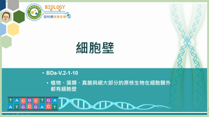 BDa-V.2-1-10_細胞壁縮圖