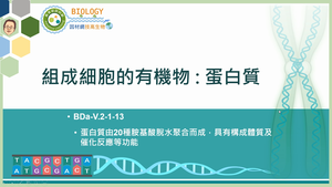 BDa-V.2-1-13_組成細胞的有機物：蛋白質縮圖