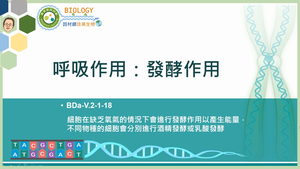 BDa-V.2-1-18_呼吸作用：發酵作用縮圖