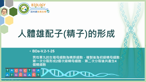BDa-V.2-1-25_人體雄配子(精子)的形成縮圖