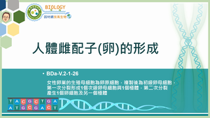 BDa-V.2-1-26_人體雌配子(卵)的形成縮圖
