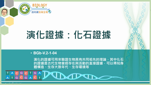 BGb-V.2-1-04_演化證據：化石證據縮圖