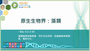 BGc-V.2-2-05_原生生物界：藻類縮圖