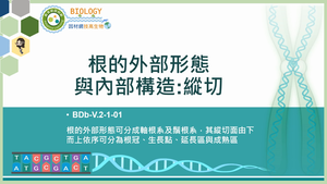BDb-V.2-1-01_根的外部形態與內部構造：縱切縮圖