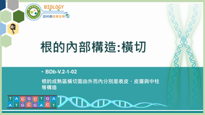 BDb-V.2-1-02_根的內部構造：橫切縮圖