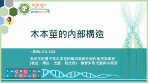 BDb-V.2-1-04_木本莖的內部構造縮圖