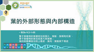 BDb-V.2-1-05_葉的外部形態與內部構造縮圖