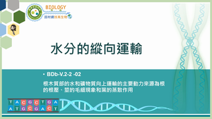 BDb-V.2-2-02_水分的縱向運輸縮圖