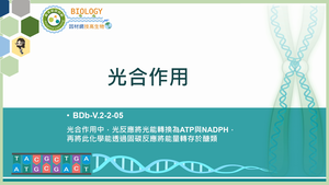 BDb-V.2-2-05_光合作用縮圖
