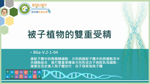 BGa-V.2-1-04_被子植物的雙重受精縮圖