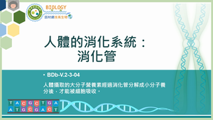 BDb-V.2-3-04_人體的消化系統：消化管縮圖