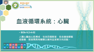 BDb-V.2-4-02_血液循環系統：心臟縮圖