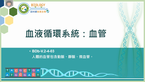 BDb-V.2-4-03_血液循環系統：血管縮圖