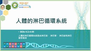 BDb-V.2-4-05_人體的淋巴循環系統縮圖