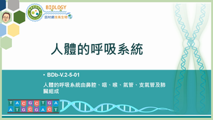 BDb-V.2-5-01_人體的呼吸系統縮圖