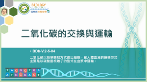 BDb-V.2-5-04_二氧化碳的交換與運輸縮圖