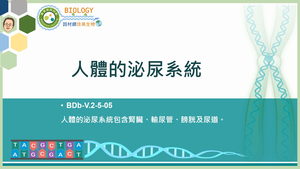 BDb-V.2-5-05_人體的泌尿系統縮圖