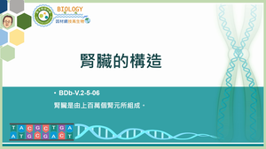 BDb-V.2-5-06_腎臟的構造縮圖