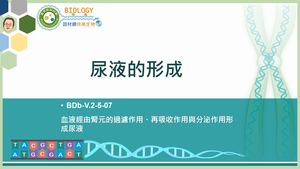 BDb-V.2-5-07_尿液的形成縮圖