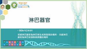 BDb-V.2-6-01_淋巴器官縮圖