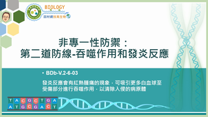 BDb-V.2-6-03_非專一性防禦：第二道防線―吞噬作用和發炎反應縮圖