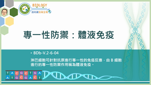BDb-V.2-6-04_專一性防禦：體液免疫縮圖