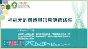 BDb-V.2-7-01_神經元的構造與訊息傳遞路徑縮圖