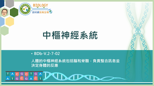 BDb-V.2-7-02_中樞神經系統縮圖