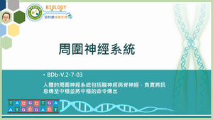 BDb-V.2-7-03_周圍神經系統縮圖