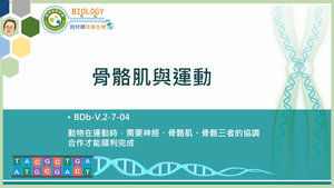 BDb-V.2-7-04_骨骼肌與運動縮圖