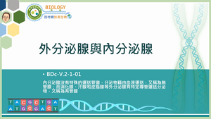 BDc-V.2-1-01_外分泌腺與內分泌腺縮圖
