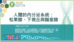 BDc-V.2-1-02_人體的內分泌系統：松果腺、下視丘與腦垂腺縮圖