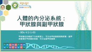 BDc-V.2-1-03_人體的內分泌系統：甲狀腺與副甲狀腺縮圖